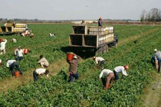 Extremadura: en 2026 el campo enfrenta crisis, clima y la futura PAC