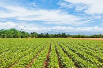 Extremadura aprueba 568 millones en ayudas PAC 2026-2027