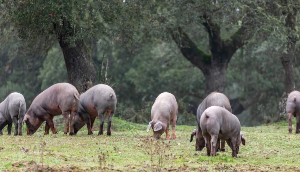 El sector porcino pierde 153 millones por la peste porcina africana