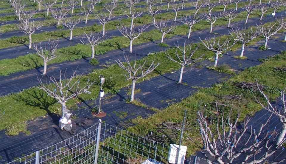 CICYTEX lleva a Australia la investigación extremeña en riego hortícola
