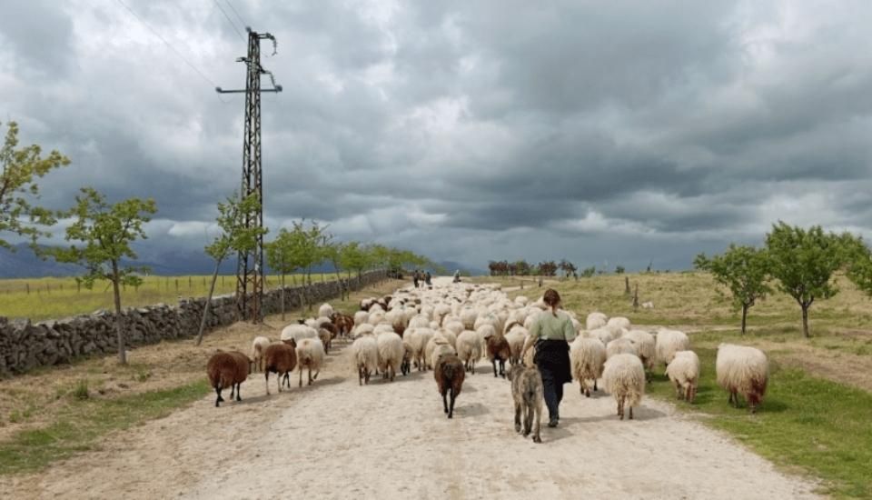 La trashumancia recibirá ayudas de hasta 5.000 euros por ganadero