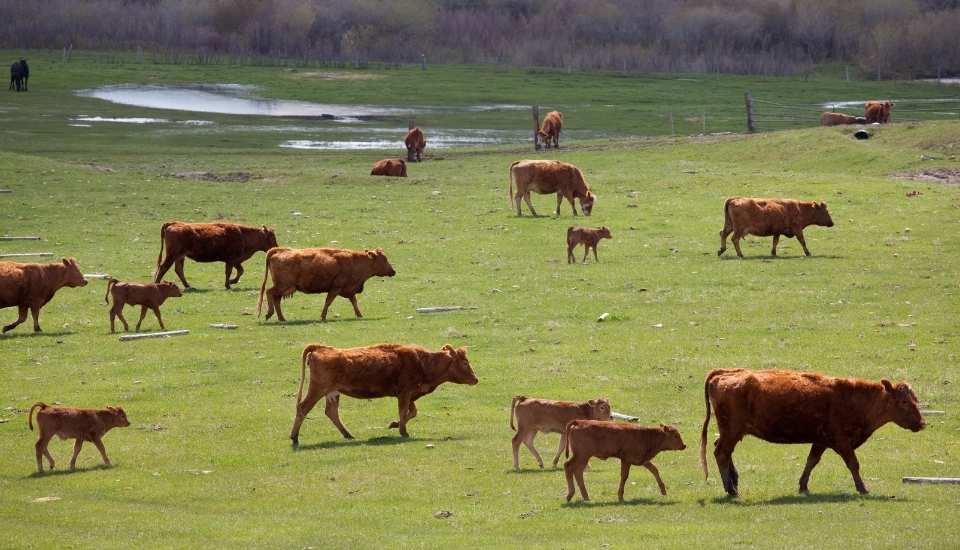 Publicada la nueva comarcalización ganadera para mejorar la sanidad animal