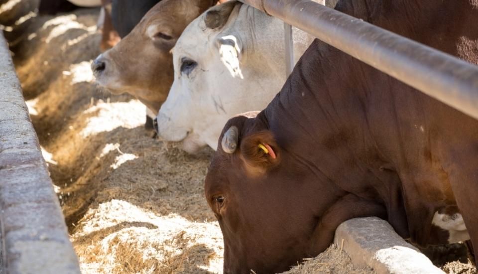La Junta y la Universidad de Extremadura investigarán sobre las enfermedades de animales