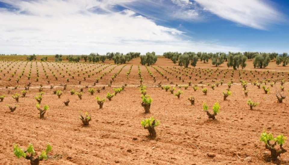 UPA-UCE denuncia el freno al crecimiento del cava extremeño