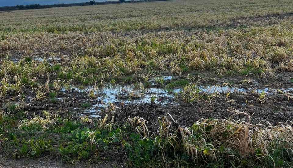 Agroseguro estima que los daños por las borrascas podrían alcanzar las 40.000 hectáreas