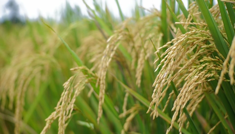 Arroz: Las lluvias garantizan buena campaña de riego y siembra