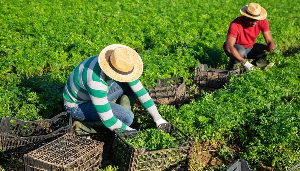 El paro agrario repunta en enero en Extremadura pese a la mejora interanual