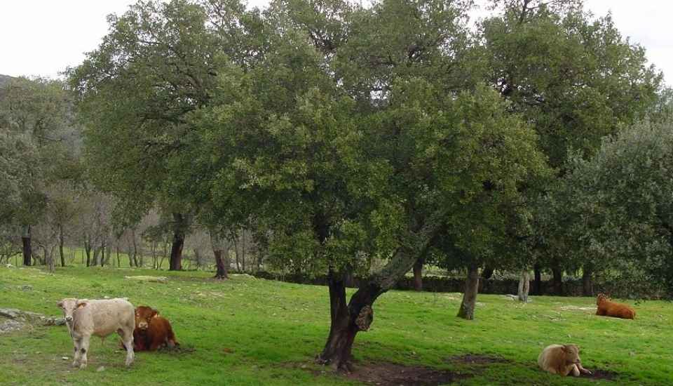 Extremadura paga 38 millones a ganaderos de vacuno de carne extensivo