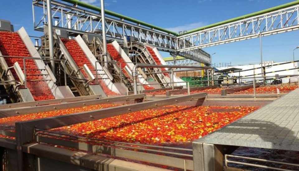 Extremadura reclama al Ministerio materias activas para tomate industria