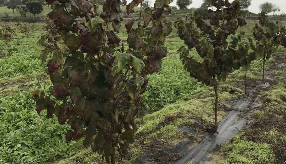 La Junta habilita trámite para comunicar daños ocasionados por las lluvias y el viento