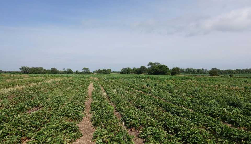 La aplicación del MAFC provoca una caída del 80 % en las importaciones de fertilizantes