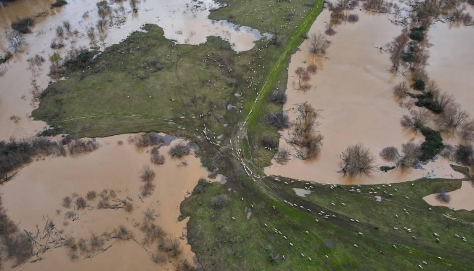 Las 480 ovejas aisladas por las lluvias desde hace una semana ya cuentan con alimento