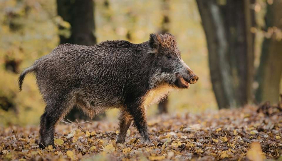 Nuevos focos de peste porcina africana en jabalíes en Catalunya
