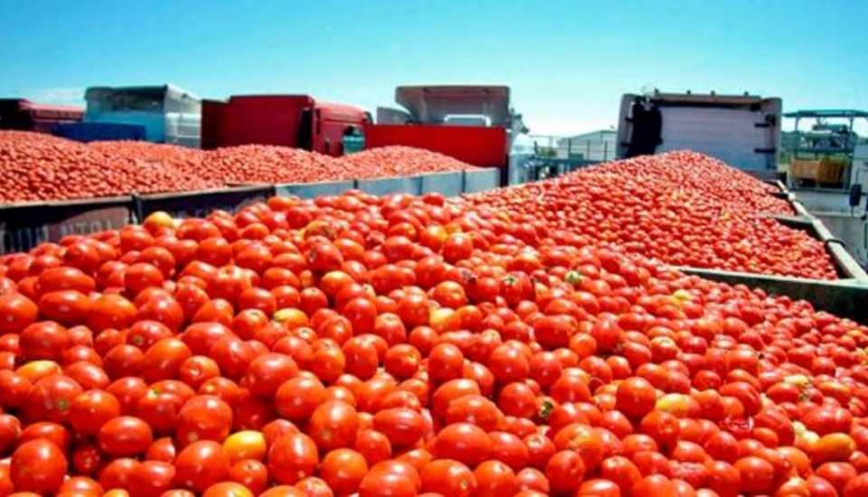 UPA-UCE alerta de precios ruinosos para el tomate y pide mediación de la Junta
