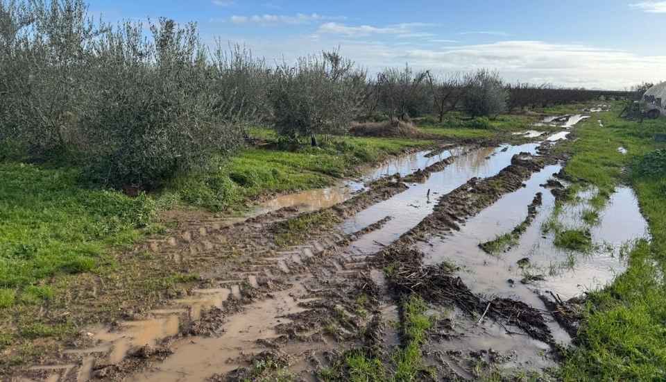 UPA-UCE reclamará a Agricultura una flexibilización de la PAC por las lluvias