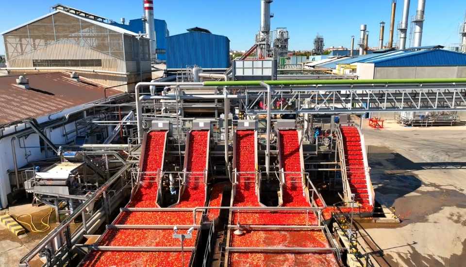 La Unión Extremadura denunciará los contratos de tomate que estén por debajo del coste de producción