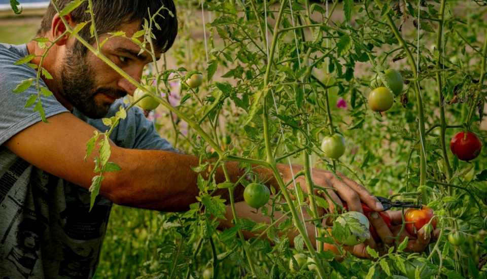 El paro agrario en Extremadura baja en 63 personas en febrero