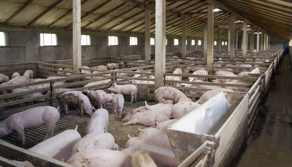 El calor reduce la producción ganadera y agrava los costes en las explotaciones