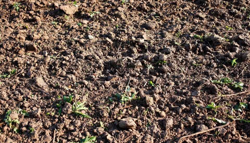 Suelo agrícola degradado 