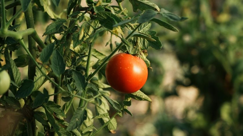 Tomate y maíz podrían perder 45 millones por la ola de calor