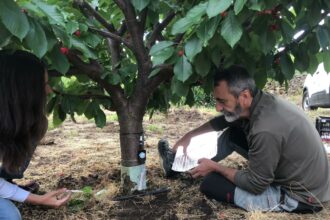 CICYTEX adapta el riego del cerezo a cada altitud del Jerte