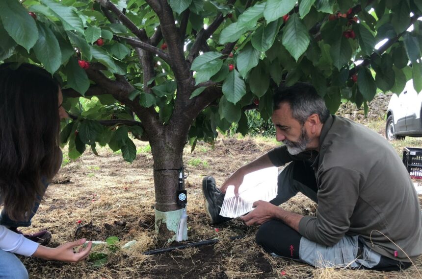 CICYTEX adapta el riego del cerezo a cada altitud del Jerte