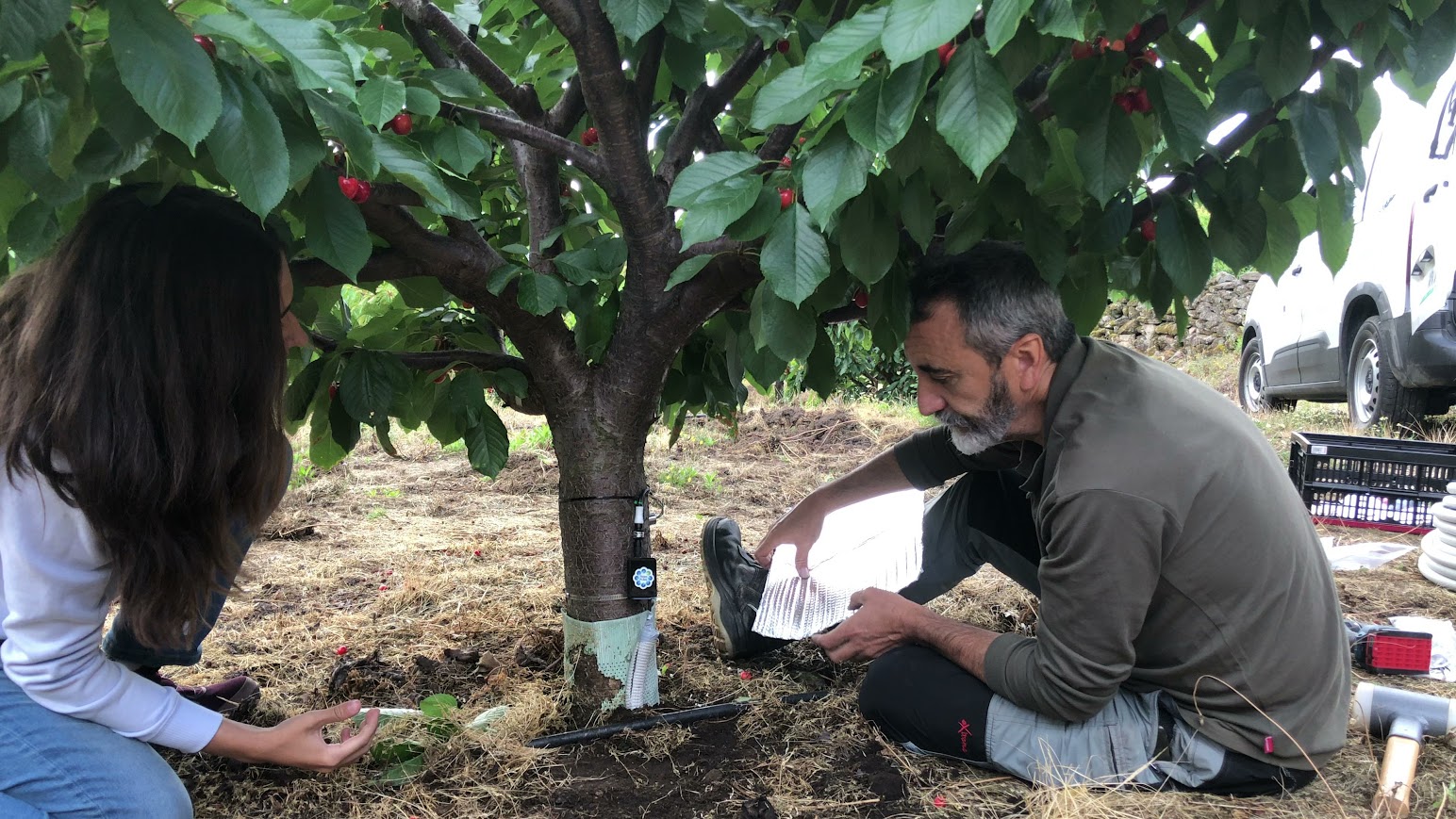 CICYTEX adapta el riego del cerezo a cada altitud del Jerte
