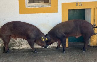 El Censyra subasta 29 sementales Duroc desde 700 euros