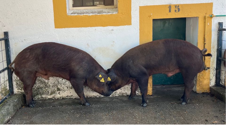 El Censyra subasta 29 sementales Duroc desde 700 euros