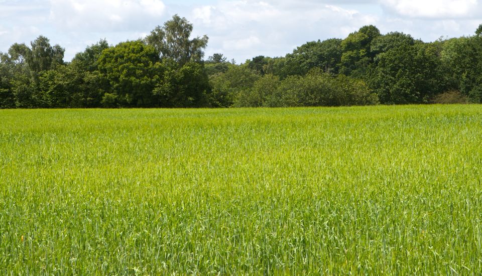 El Gobierno activa ayudas financieras extraordinarias para el sector agroalimentario