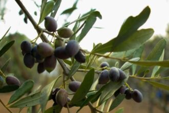 El olivar tradicional sufre estrés hídrico tras las olas de calor