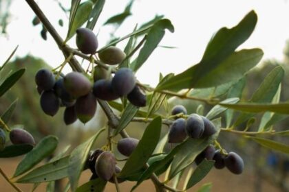 El olivar tradicional sufre estrés hídrico tras las olas de calor