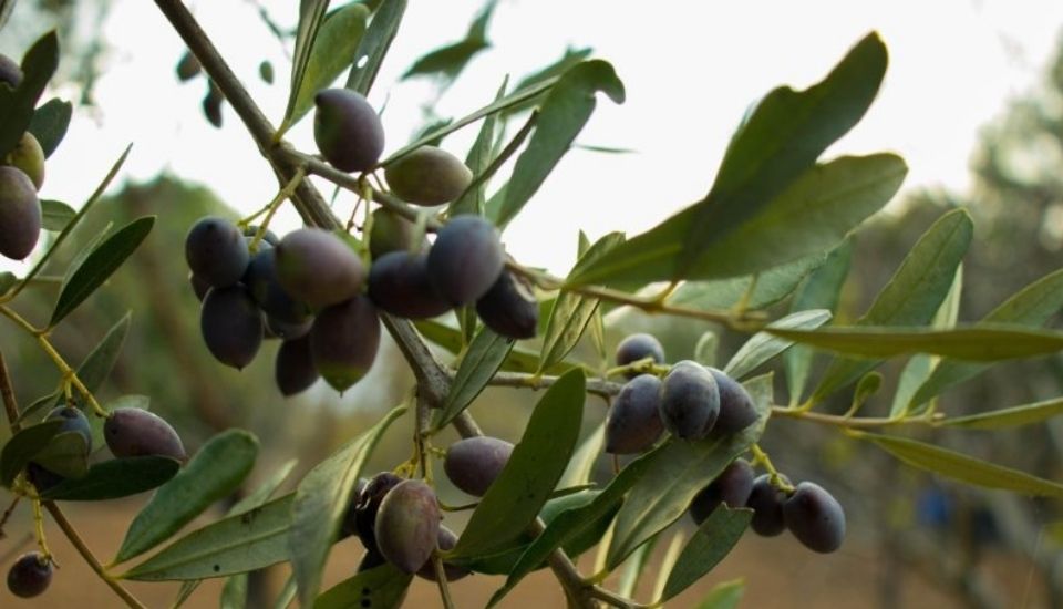 El olivar tradicional sufre estrés hídrico tras las olas de calor