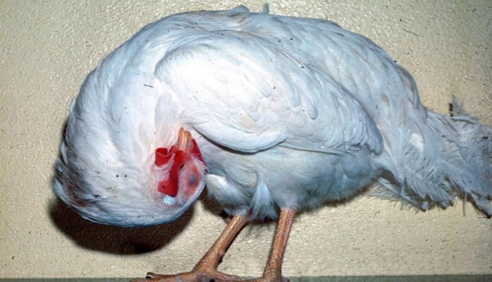 La enfermedad de Newcastle suma ya 15 focos en Valladolid, con más de un millón de aves afectadas. El sector afronta restricciones a la exportación y la vacunación obligatoria en Castilla y León.