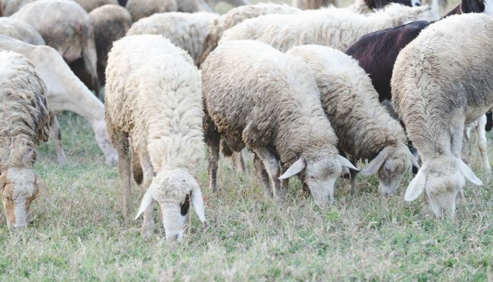Extremadura convoca ayudas para repoblar explotaciones tras vaciados sanitarios