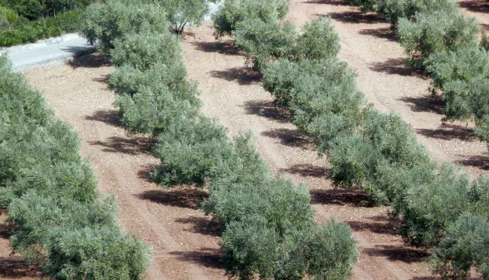 La producción de aceite asegura el suministro del mercado