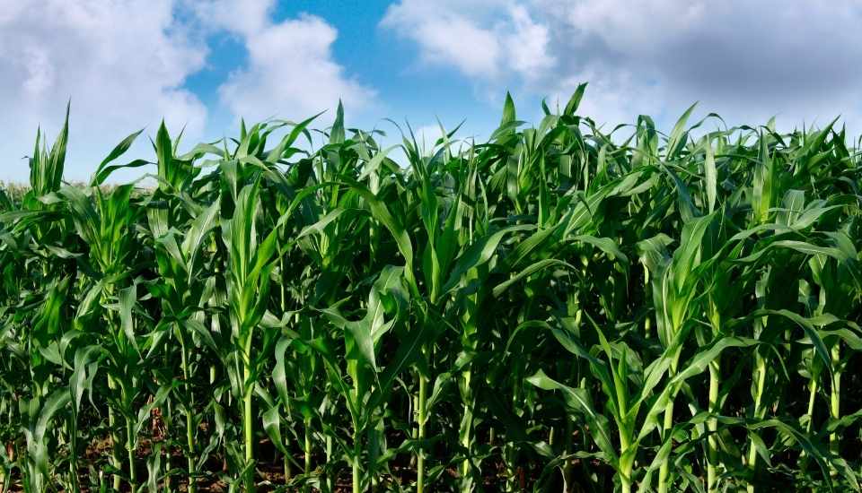 La producción de cereales para la campaña 2026/27 superará los 18,5 millones de toneladas
