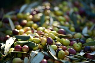 La Unión pide eliminar el decreto de trazabilidad de aceitunas y uvas