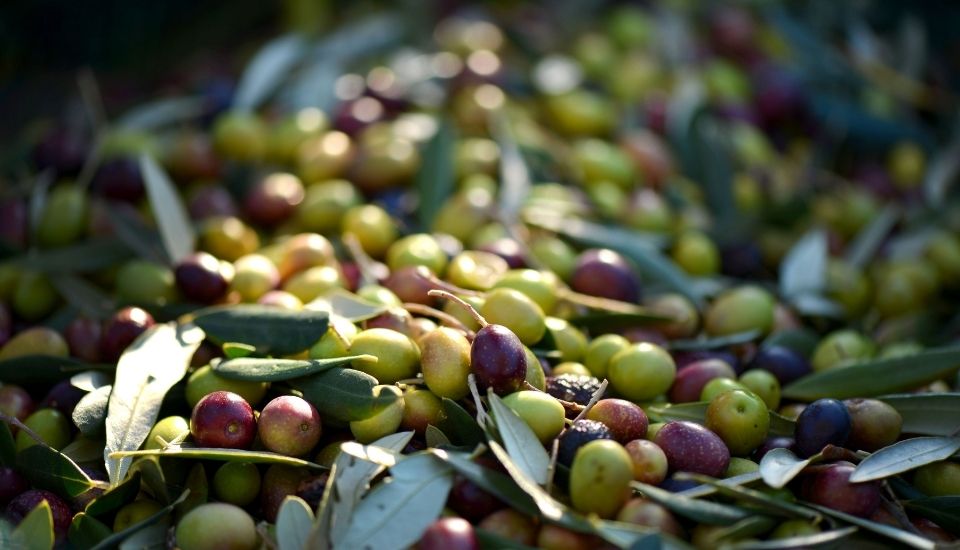 La Unión pide eliminar el decreto de trazabilidad de aceitunas y uvas