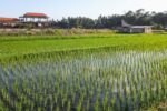 Unión de Uniones exige soluciones eficaces frente a las plagas del arroz