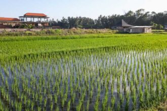 Unión de Uniones exige soluciones eficaces frente a las plagas del arroz