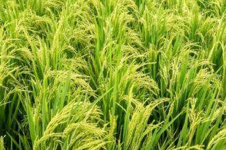 La Unión denuncia competencia desleal del arroz importado de Myanmar