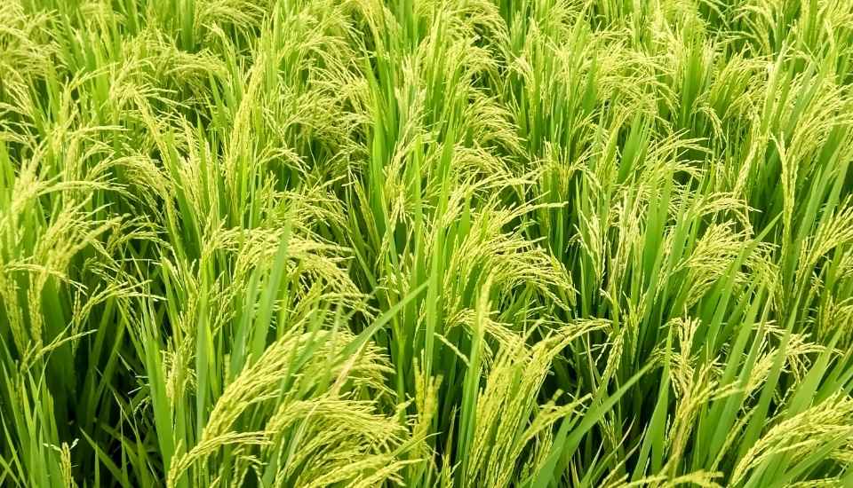 La Unión denuncia competencia desleal del arroz importado de Myanmar