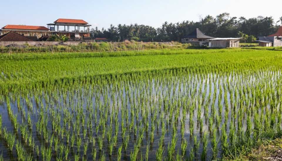 Unión de Uniones exige soluciones eficaces frente a las plagas del arroz