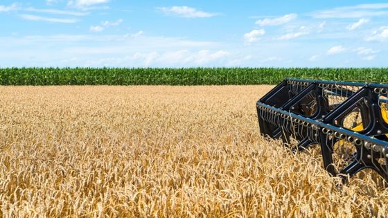 El calor reduce hasta un 15 % la cosecha de cereal en Extremadura