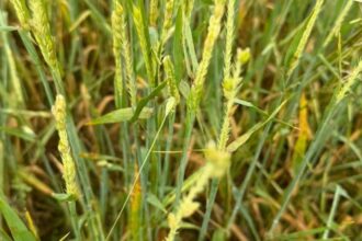 Agroseguro adelanta 15 millones en indemnizaciones a cultivos herbáceos