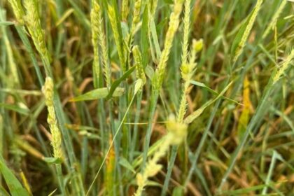 Agroseguro adelanta 15 millones en indemnizaciones a cultivos herbáceos