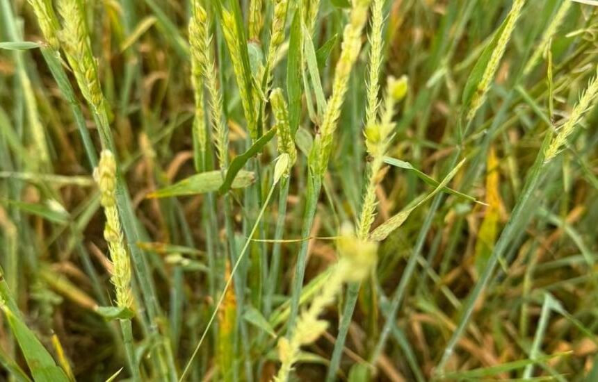 Agroseguro adelanta 15 millones en indemnizaciones a cultivos herbáceos