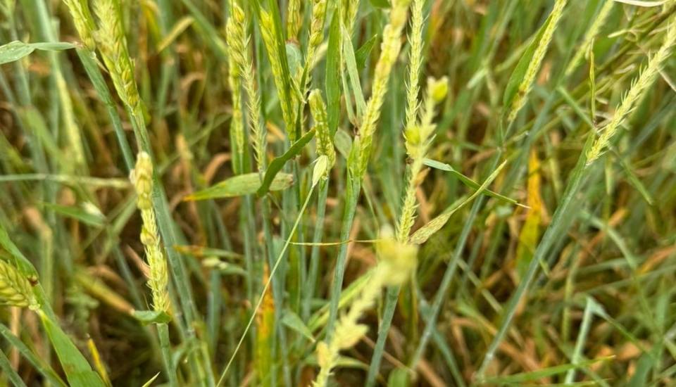 Agroseguro adelanta 15 millones en indemnizaciones a cultivos herbáceos