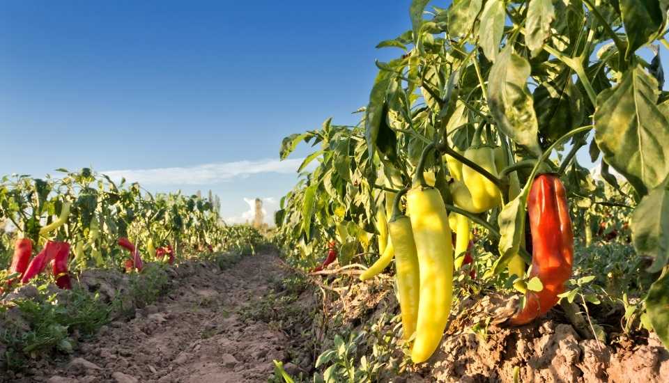 MAPA y FEPEX renuevan su alianza para promocionar el sector hortofrutícola